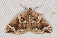 Eulithis prunata