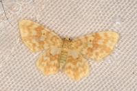 Hydrelia flammeolaria