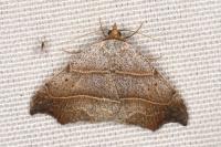 Laspeyria flexula