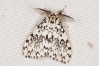 Lymantria monacha