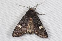 Melanchra persicariae