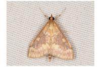 Ostrinia nubilalis