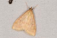 Ostrinia nubilalis
