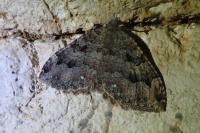 Triphosa dubitata/tauteli