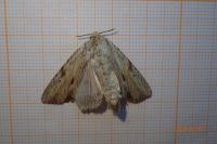 Apamea lithoxylaea