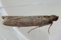 Cryptoblabes gnidiella