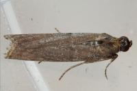 Cryptoblabes gnidiella