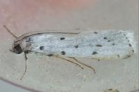Myelois circumvoluta