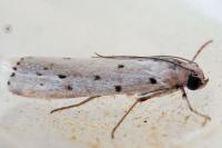 Myelois circumvoluta