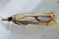 Catoptria pinella