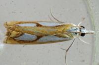Catoptria pinella