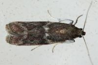 Cryptoblabes gnidiella