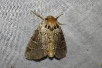 Drymonia obliterata
