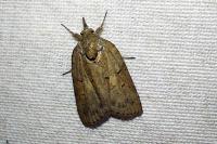 Nycteola revayana