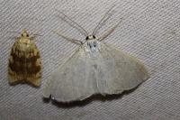 Scopula immutata