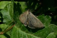 Anania terrealis