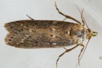 Isauria dilucidella