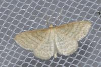 Idaea macilentaria