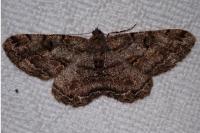 Peribatodes rhomboidaria rhomboidaria