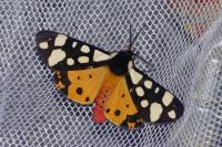 Arctia villica