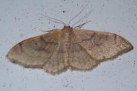 Idaea degeneraria