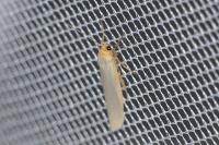 Eilema caniola