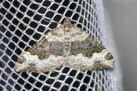 Epirrhoe alternata