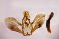 Metaxmeste phrygialis