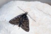 Metaxmeste schrankiana