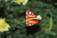 Arctia villica