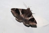 Dysgonia algira