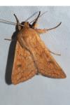 Mythimna vitellina