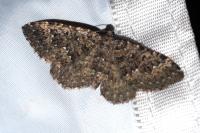 Cataclysme dissimilata
