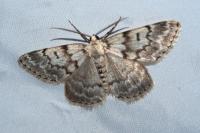 Pseudoterpna corsicaria