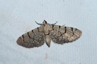 Eupithecia venosata