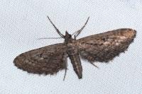 Eupithecia scopariata