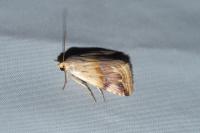 Eublemma ostrina