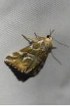 Eublemma elychrysi