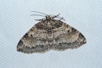 Solitanea mariae
