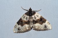 Cosmorhoe ocellata