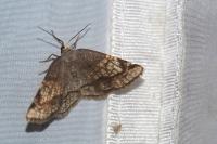 Stegania trimaculata