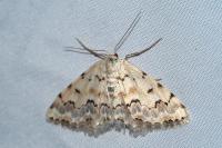 Scopula honestata