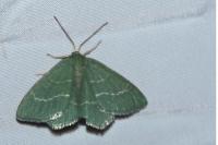 Chlorissa cloraria