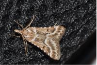 Stemmatophora borgialis