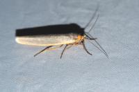 Eilema caniola