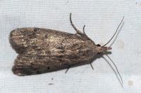 Lamoria anella