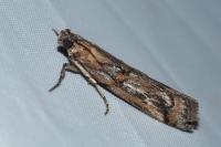 Pempelia genistella