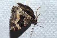 Epirrhoe alternata