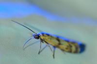 Homoeosoma sinuella