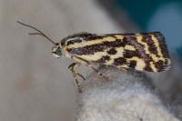 Emmelia trabealis